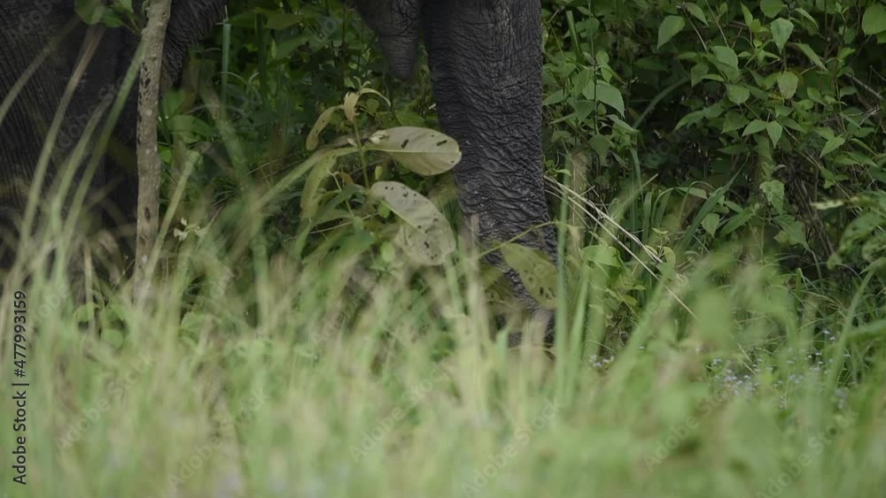 elephant in the wild elephant in the wild