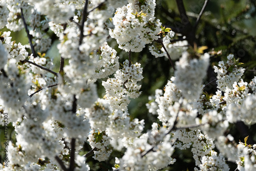 Flowering cherry trees. Tree branches with lots of flowers. Dense white flowers on the branches of a fruit tree.
