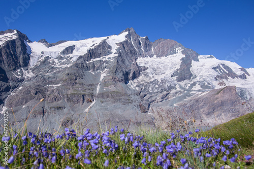 View onto the Großglockner mountain with mountain Bodendecker flowers in the foreground