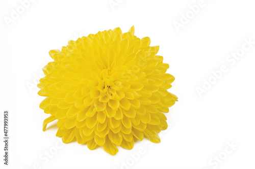 Yellow chrysanthemum flowers  isolated on white background.  Gerbera daisy blossom.