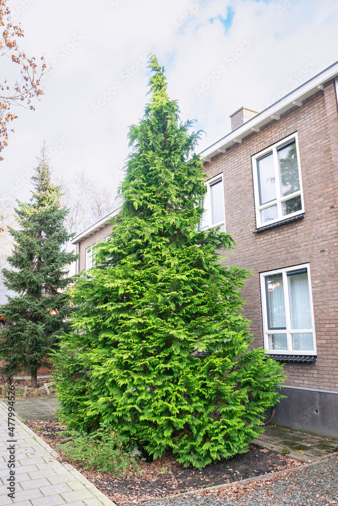 Conical White Cedar tree (Thuja occidentalis) in a street