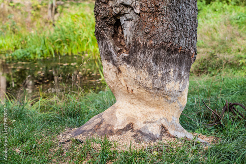 Tree gnawed by beavers. Sawdust is all around the tree.