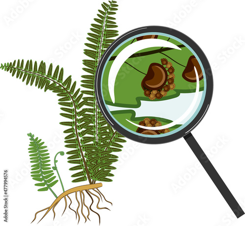 Fern plant and sorus under magnifying glass isolated on white background photo