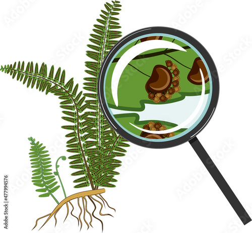 Canvastavla Fern plant and sorus under magnifying glass isolated on white background