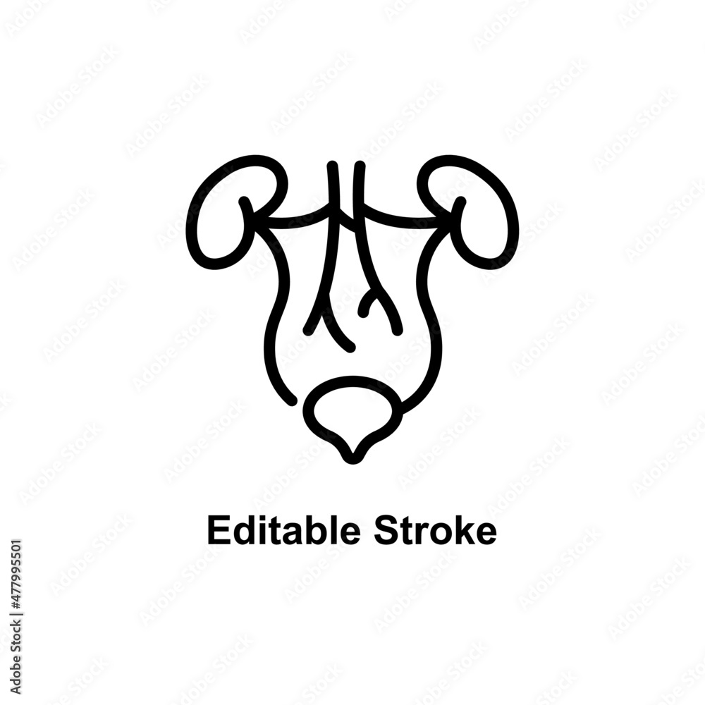 urinary system icon designed in outline style in editable stroke for human anatomy icon theme urinary system icon designed in outline style in editable stroke for human anatomy icon theme