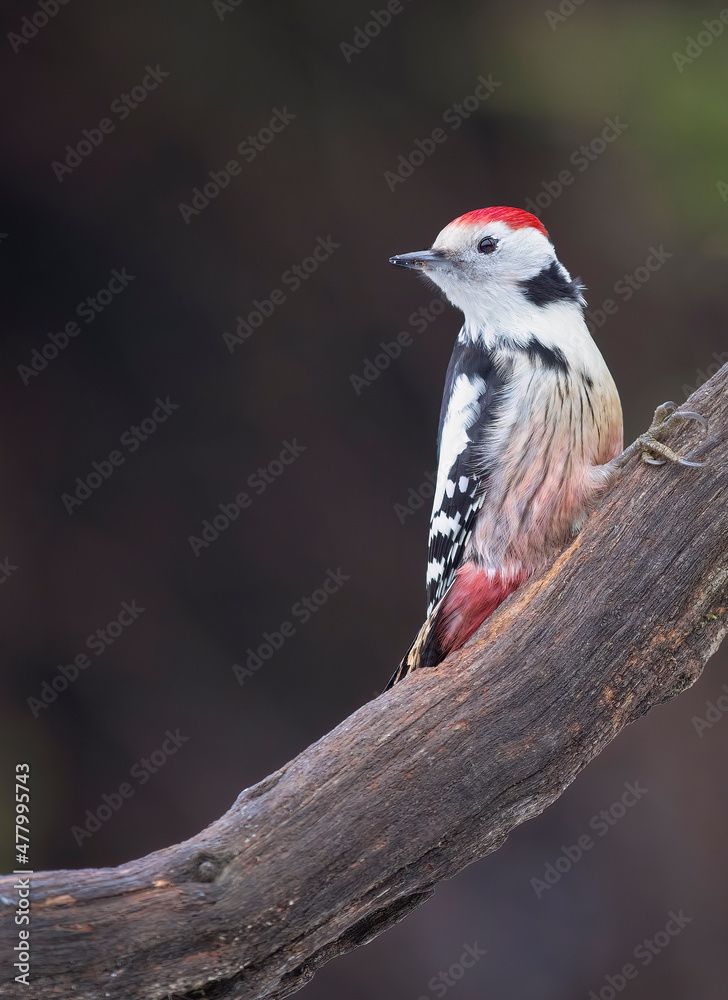 The middle spotted woodpecker (Dendrocoptes medius)