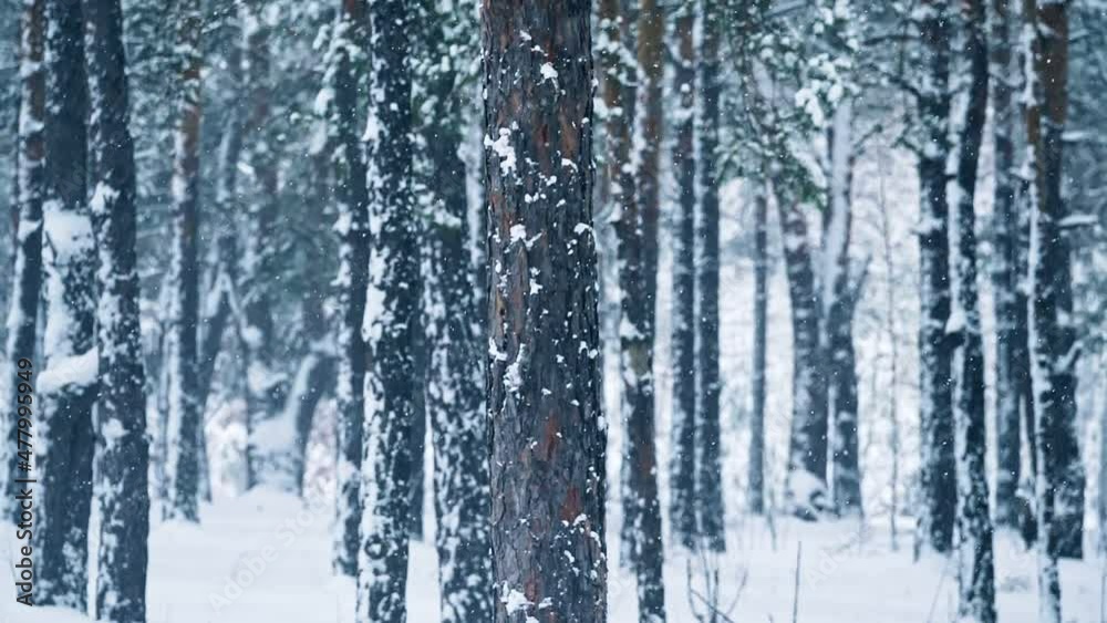 Snowfall forest background winter nature outdoor north sky