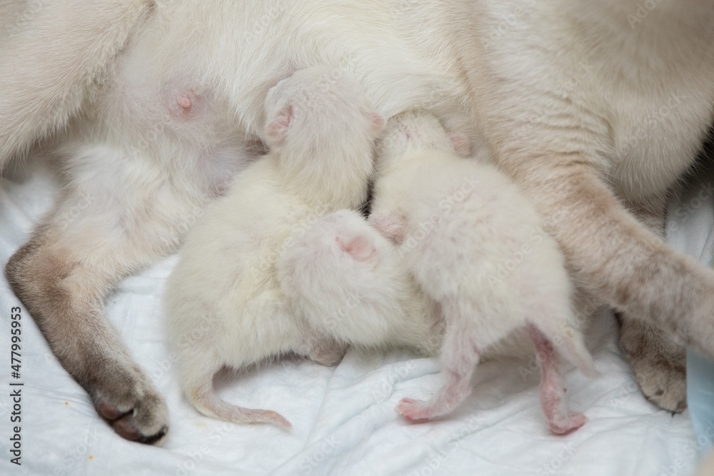 Newborn kittens next to their mother cat