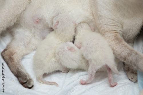 Newborn kittens next to their mother cat