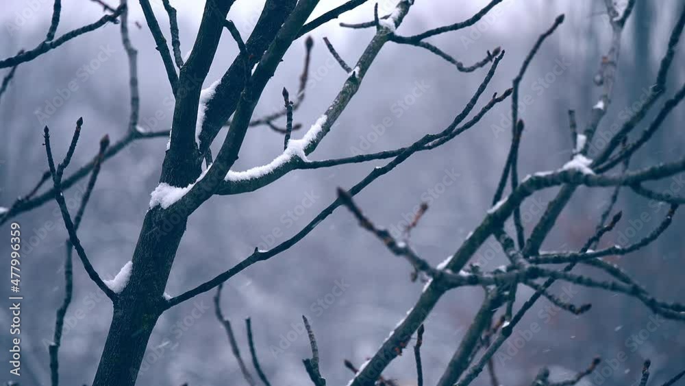 Snowfall forest background winter nature outdoor north sky Snowfall forest background winter nature outdoor north sky