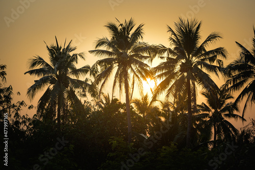 Silhouette of coconut trees at sunset in Thailand