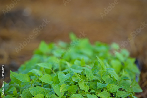 Close up sprouts of vegetables prepared for planting