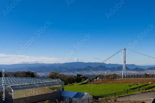 静岡県三島市箱根西麓の人参畑