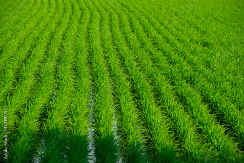 bright green and beautiful rice fields