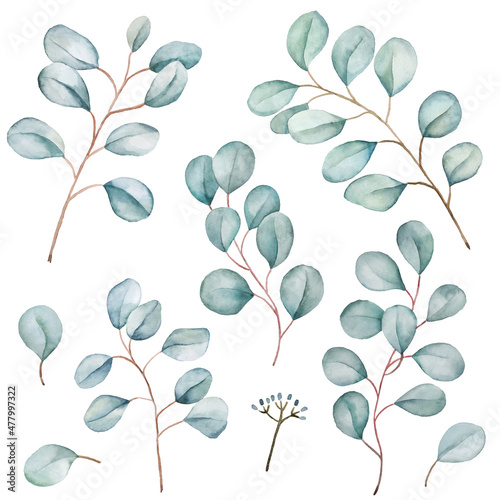 Floral eucalyptus branches set. Silvery green leaves clipart isolated on white. Watercolor illustration for wedding, greetings, wallpapers