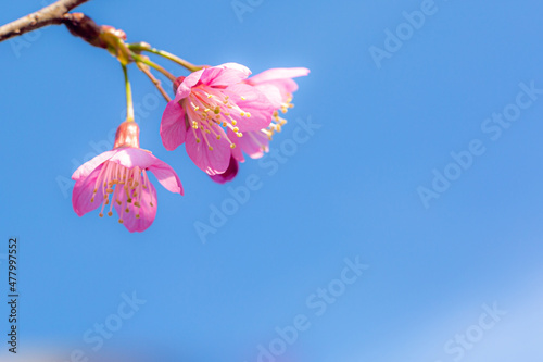 Branch of Prunus Kanzan cherry. Pink double flowers and green leaves in the blue sky background, close up. Prunus serrulata, flowering tree, called as Kwanzan, Sekiyama cherry, Japanese cherry, Sakura photo