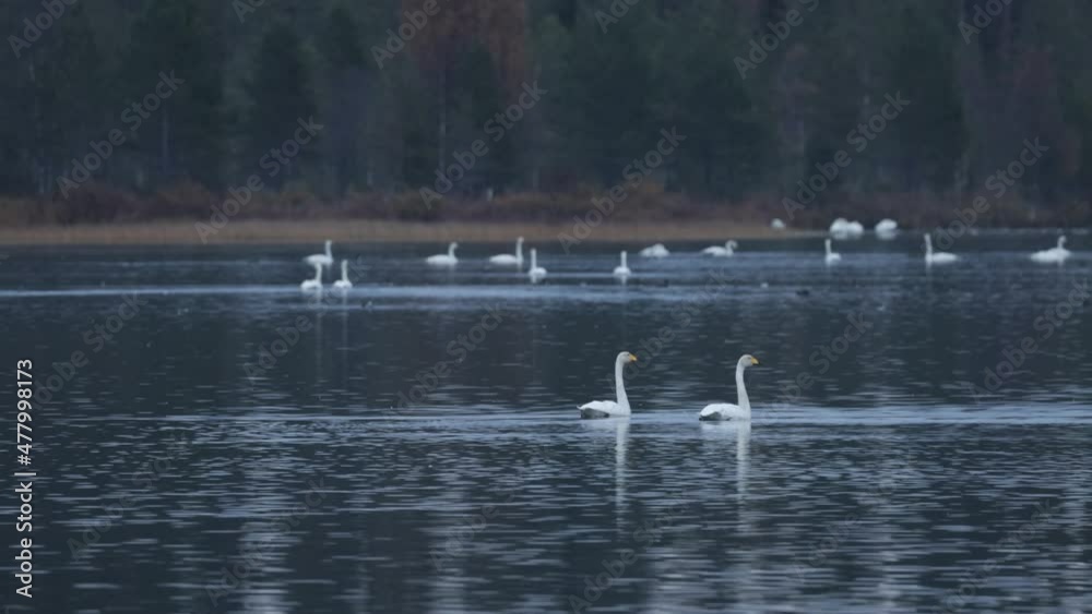 Whooper swan couple on an evening lake in Northern Finland. Whooper swan couple on an evening lake in Northern Finland.