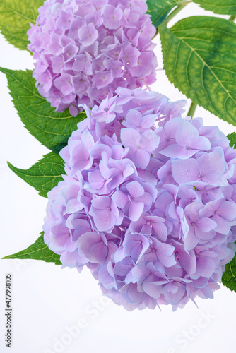 Blue hydrangea isolated on the white background
