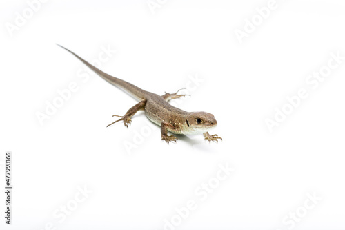 Brown lizard on white isolated background. 