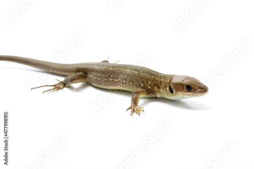 Brown lizard on white isolated background. 