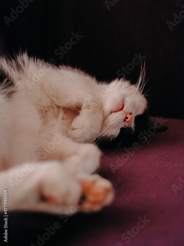 Kot podczas snu