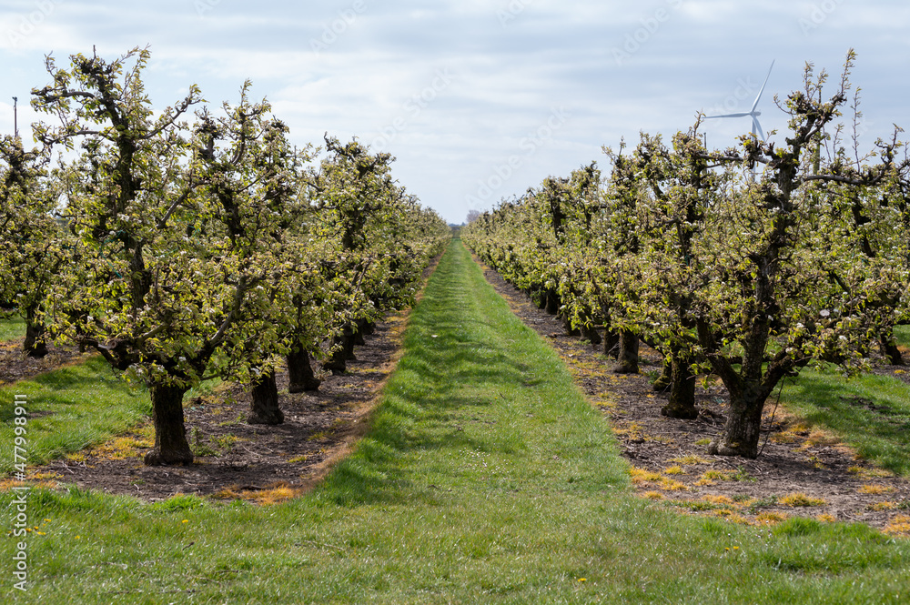 Farming in Netherlands, rows of blossoming pear trees on fruit orchards in Zeeland.