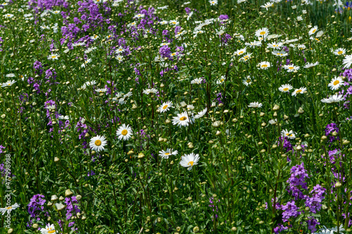 Blossom of colorful summer wildflowers on bee meadow