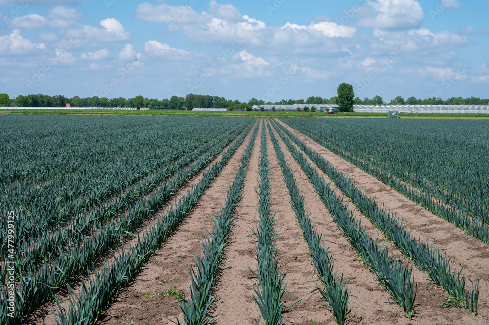 Farm fields with rows of growing green leek onion