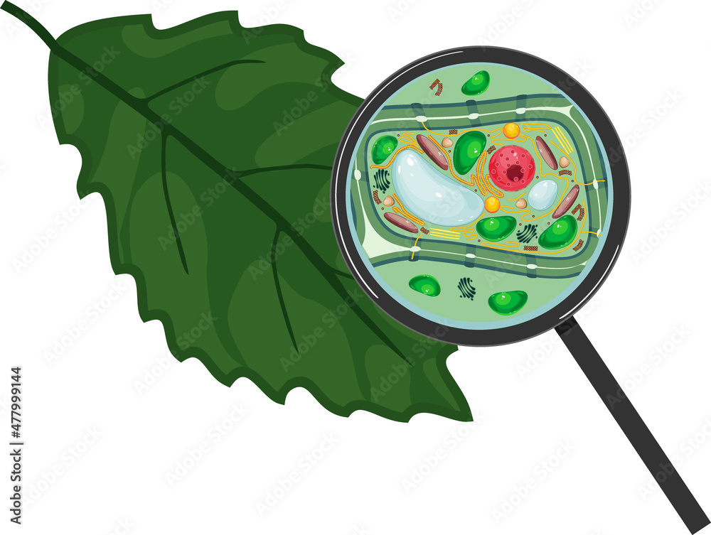 Green leaf and plant cell under magnifying glass isolated on white