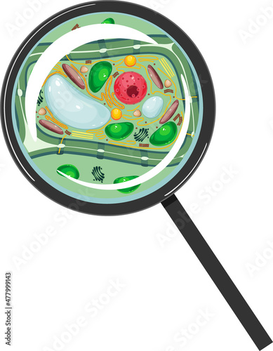 Plant cell under magnifying glass isolated on white background photo