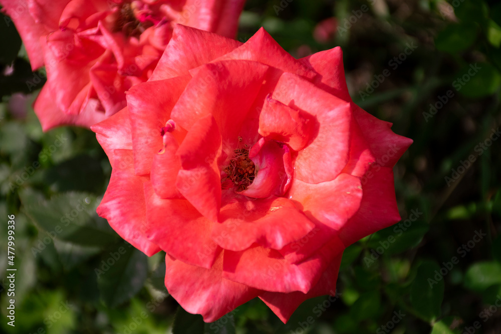 a pink rose shot from the top with a soft defocus in the background. a pink rose shot from the top with a soft defocus in the background.
