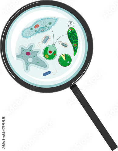 Microscopic unicellular organisms: protozoa (Paramecium caudatum, Amoeba proteus, Chlamydomonas, Euglena viridis), green algae (Chlorella, Spirogyra) and bacteria under magnifying glass