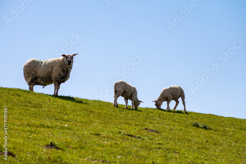Group of adult and young lambs grazing grenn grass on farm in Zeeland  Netherlands