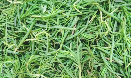 fresh green romeritos (Suaeda spp.) Main ingredient to prepare 