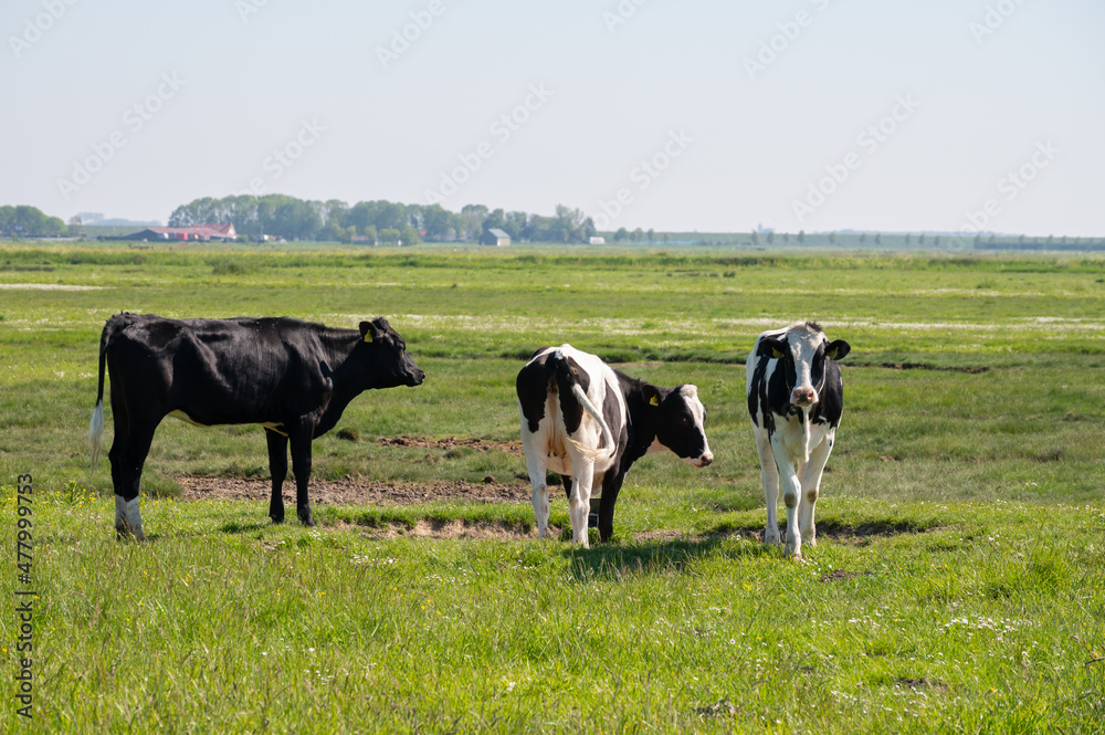 Black and white cow grazing green grass on polders of Zeeland, Netherlands