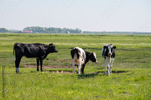 Black and white cow grazing green grass on polders of Zeeland, Netherlands © barmalini