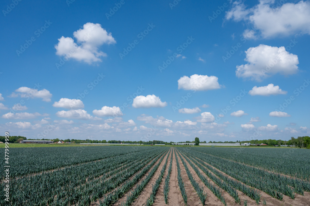 Farm fields with rows of growing green leek onion