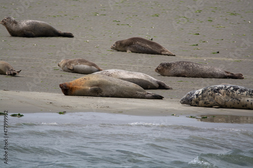 Animal collection, group of big sea seals resting on sandy beach during low tide in Oosterschelde, Zeeland, Netherlands