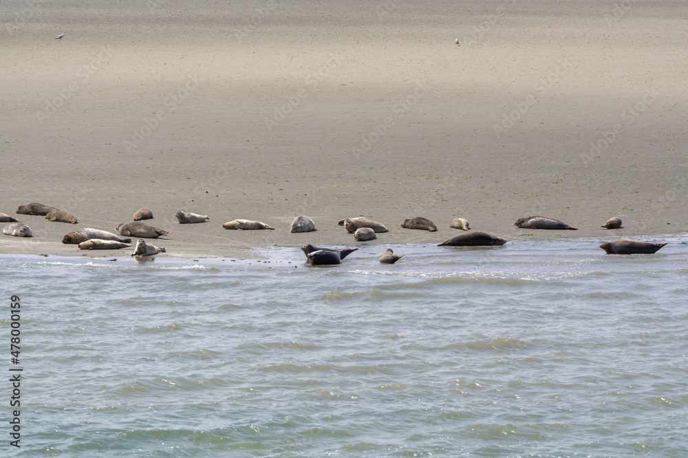 Animal collection, group of big sea seals resting on sandy beach during low tide in Oosterschelde, Zeeland, Netherlands Animal collection, group of big sea seals resting on sandy beach during low tide in Oosterschelde, Zeeland, Netherlands