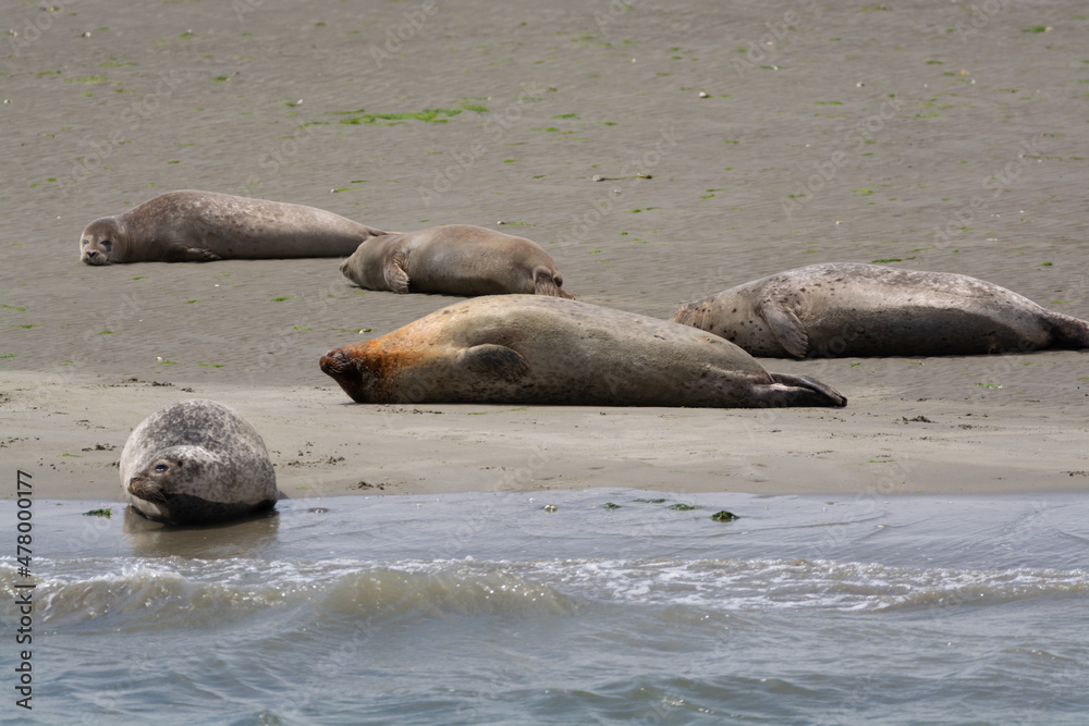 Fototapeta premium Animal collection, group of big sea seals resting on sandy beach during low tide in Oosterschelde, Zeeland, Netherlands