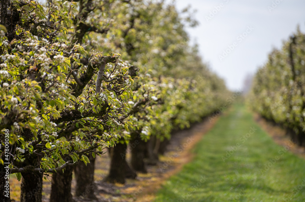 Fototapeta premium Farming in Netherlands, rows of blossoming pear trees on fruit orchards in Zeeland.