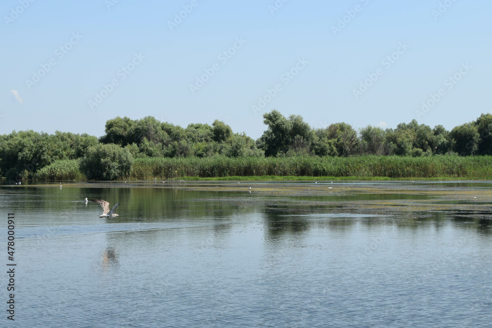 Lake view with birds flying, during a boat trip in the Danube Delta. Landscape with forest and reed in the back.