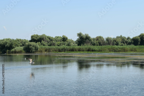 Lake view with birds flying, during a boat trip in the Danube Delta. Landscape with forest and reed in the back.