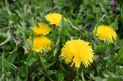 Yellow dandelion  taraxacum officinale  on green background  perfect for background  texture  macro photopraphy. Spring time concept