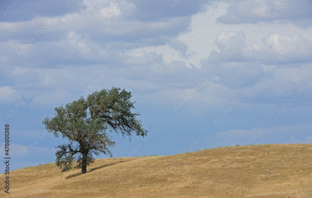 Obraz premium Lone oak tree on crest of ranch hill, Oakdale, CA, USA