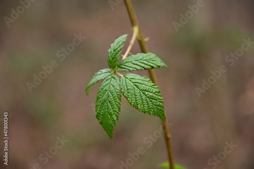 Brombeere (Rubus sect. Rubus) Blatt Blätter, Kräuter gegen Frauenbeschwerden