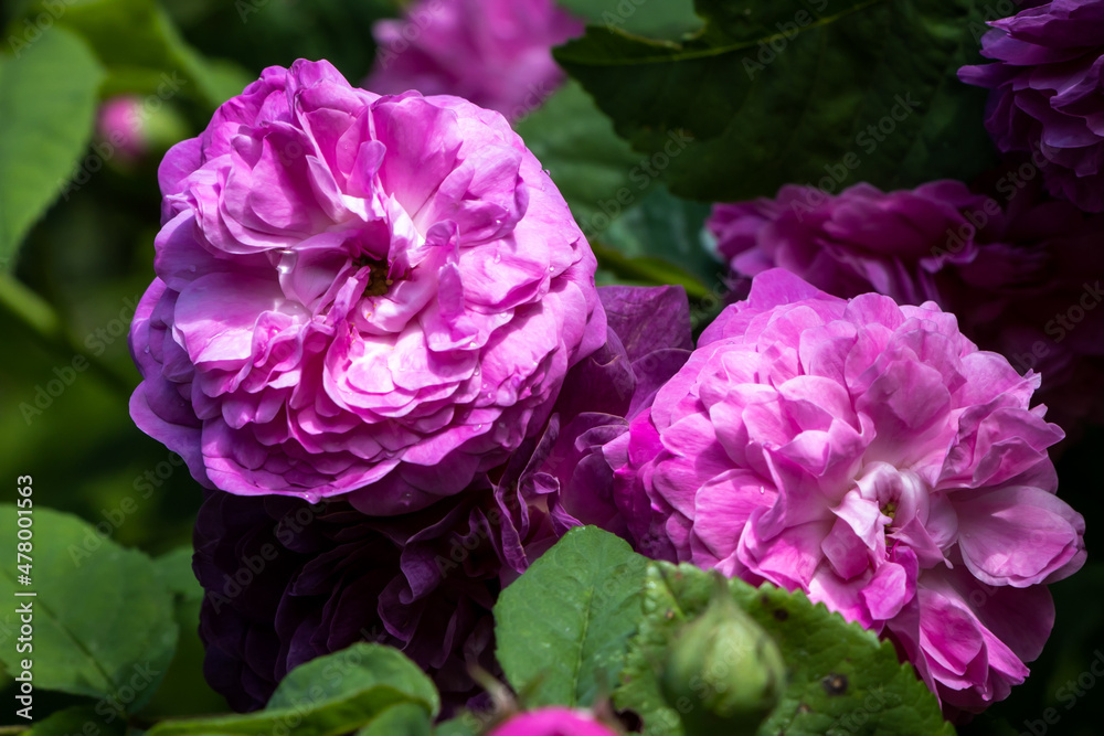 This very beautiful Gallica Rose impresses with its purple-violet flowers. The densely filled beauties develop from the spherical buds