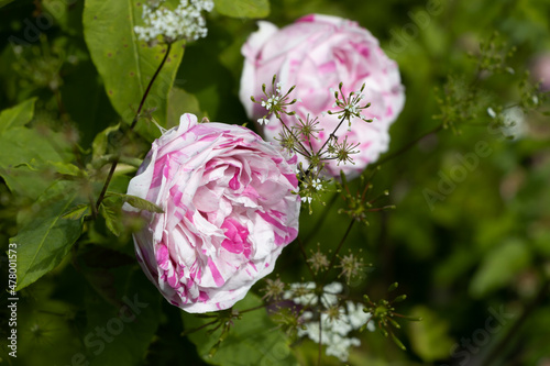 Old pink-white striped flowers of Damask Apothecarys Rose 'Versicolor