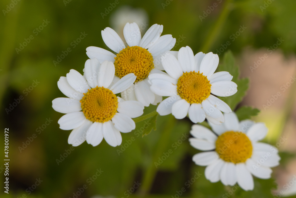 Fototapeta premium Pretty white flowers of Tanacetum parthenium,or feverfew, a traditional medicinal herb species of chrysanthemum is also a companion plant containing pyrethrin to repel pests in gardens.