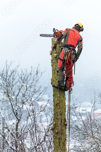 Arborist in safety harness cutting spruce with chainsaw from height. Removing trees in winter. Dangerous work. Safety.